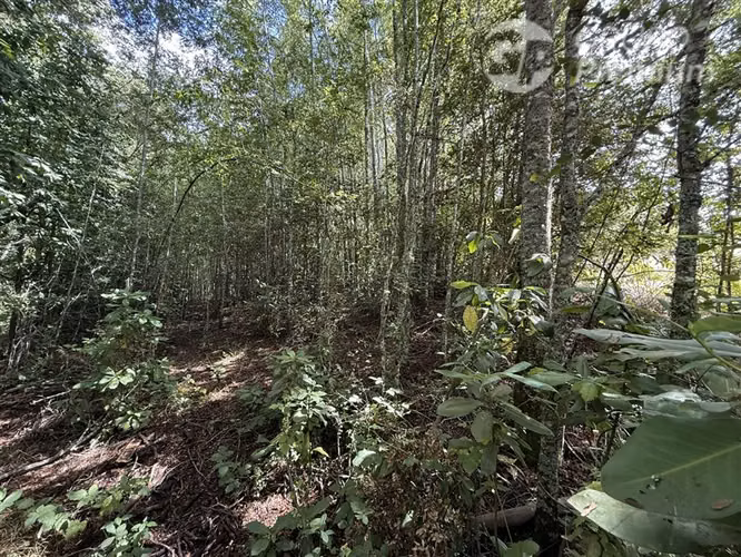 Venta-parcela-bosque nativo-estero-coigues-arrayanes