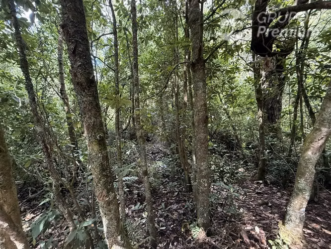 Venta-parcela-bosque nativo-estero-coigues-arrayanes