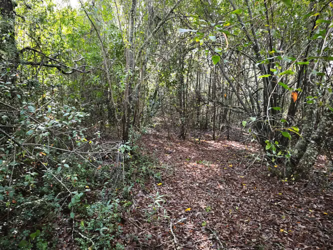 VENTA 1HECTÁREA CAMINO VILLARRICA A PUCÓN (169882)