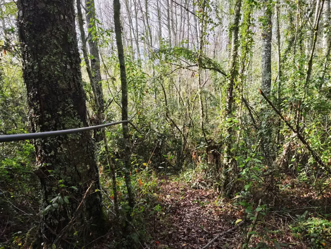 VENTA 1HECTÁREA CAMINO VILLARRICA A PUCÓN (169882)