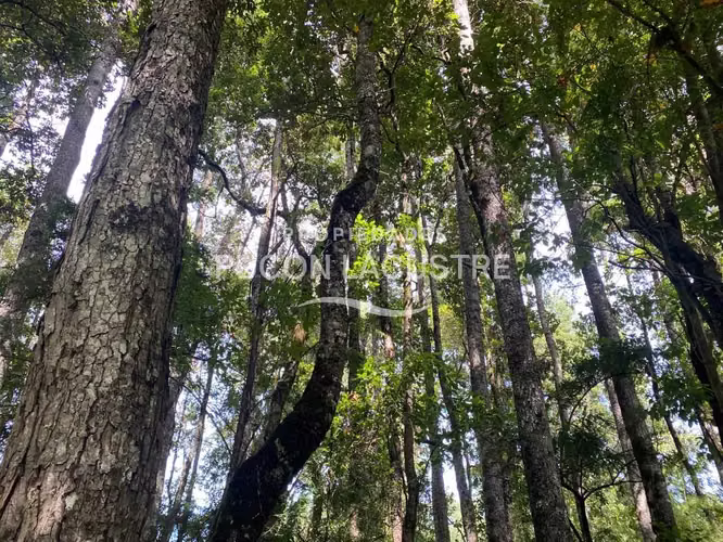 PARCELA ORILLA CAMINO - LEFUN - VILLARRICA (169978)