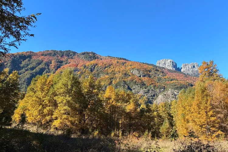 Venta campo curarrehue