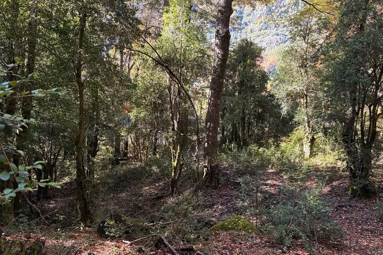 Venta campo curarrehue