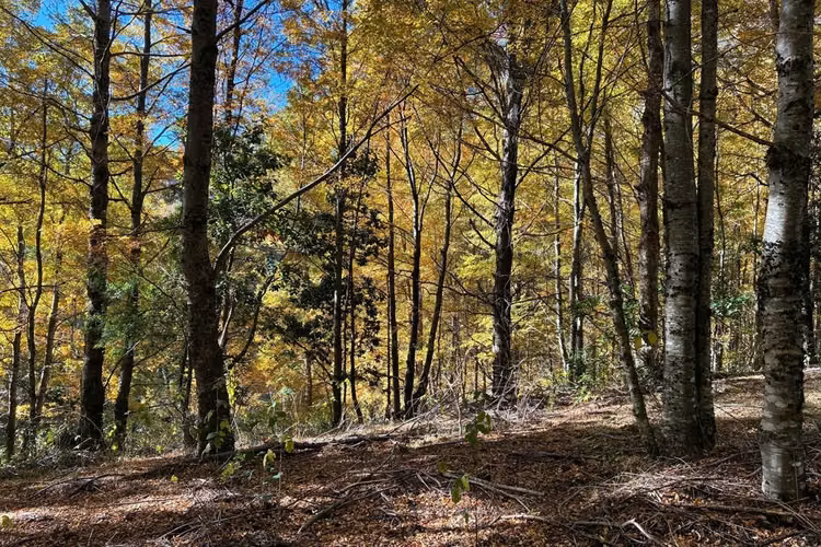 Venta campo curarrehue