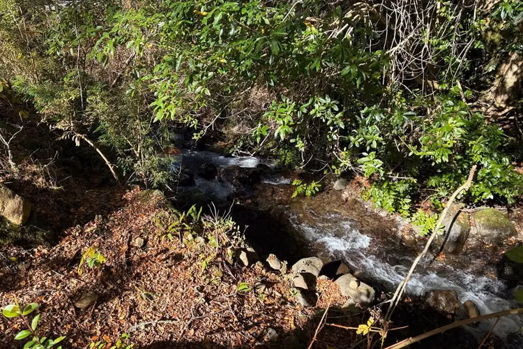 Venta campo curarrehue