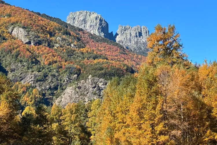Venta campo curarrehue
