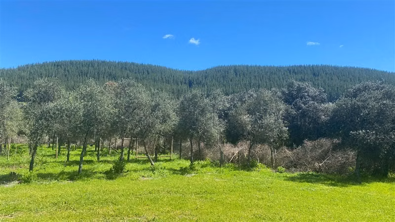 Parcela en arriendo en Olivares de Quepo, Pencahue