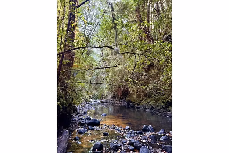 "invierte en puerto varas: parcela de ensueño"