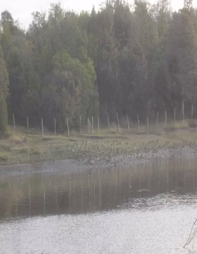 Hermoso predio de 14 hectáreas en Chiloé  (170175)