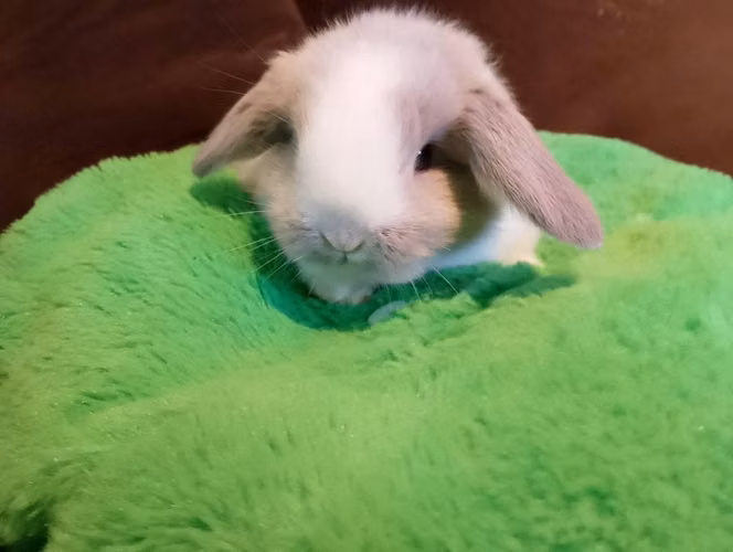 Holland Lop Mini
