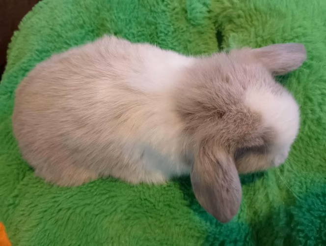 Holland Lop Mini