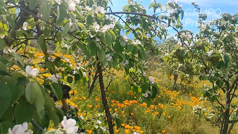 Parcela en venta en Curacaví