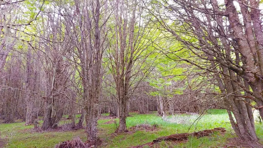 Parcela 1,5 Ha a 20km de Coyhaique - Aysén (170393) - Imagen 26
