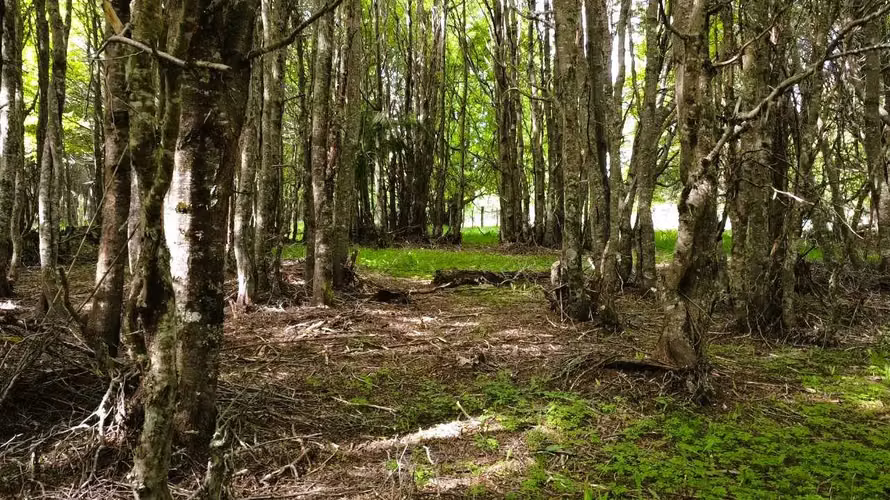 Parcela 1,5 Ha a 20km de Coyhaique - Aysén (170393) - Imagen 21