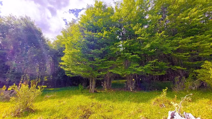 Parcela 1,5 Ha a 20km de Coyhaique - Aysén (170393) - Imagen 15