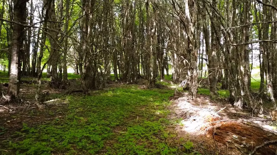Parcela 1,5 Ha a 20km de Coyhaique - Aysén (170393) - Imagen 19