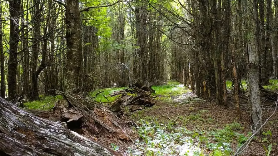 Parcela 1,5 Ha a 20km de Coyhaique - Aysén (170393) - Imagen 22