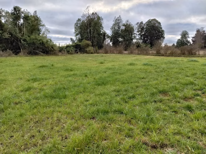 EN VENTA CAMPO DE 4 HECTÁREAS, LOS ESTEROS, LA UNIÓN