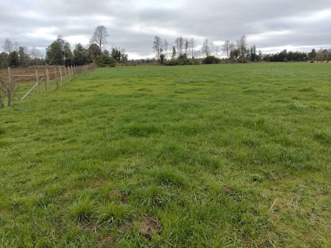 EN VENTA CAMPO DE 4 HECTÁREAS, LOS ESTEROS, LA UNIÓN