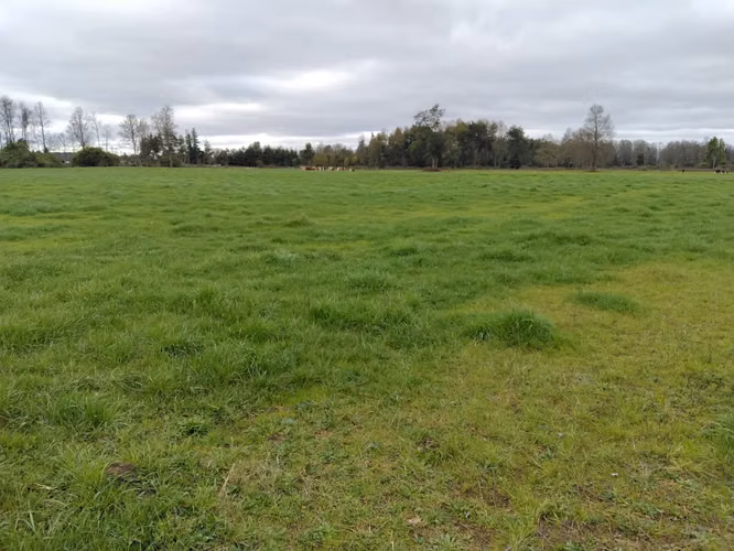 EN VENTA CAMPO DE 4 HECTÁREAS, LOS ESTEROS, LA UNIÓN