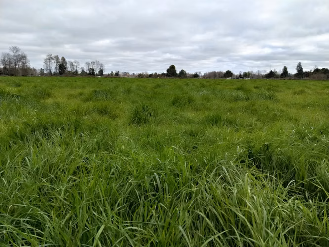 EN VENTA CAMPO DE 4 HECTÁREAS, LOS ESTEROS, LA UNIÓN