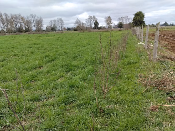 EN VENTA CAMPO DE 4 HECTÁREAS, LOS ESTEROS, LA UNIÓN