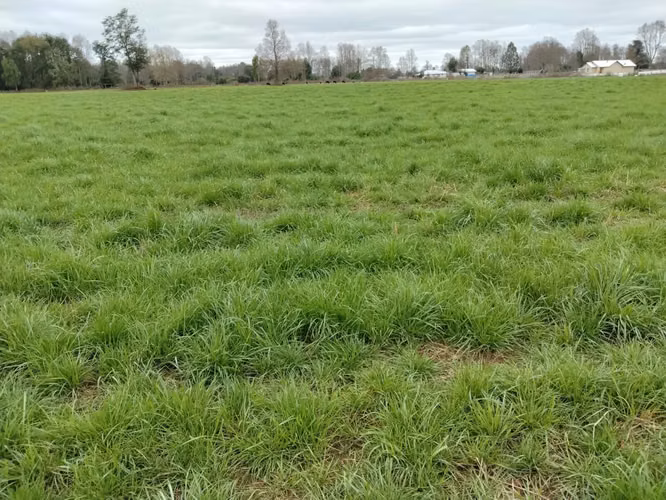 EN VENTA CAMPO DE 4 HECTÁREAS, LOS ESTEROS, LA UNIÓN