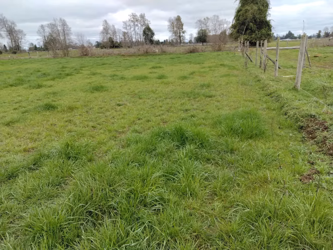 EN VENTA CAMPO DE 4 HECTÁREAS, LOS ESTEROS, LA UNIÓN
