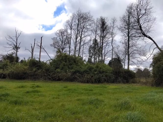 EN VENTA CAMPO DE 4 HECTÁREAS, LOS ESTEROS, LA UNIÓN