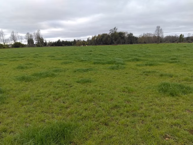 EN VENTA CAMPO DE 4 HECTÁREAS, LOS ESTEROS, LA UNIÓN