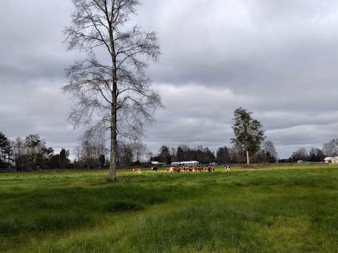 EN VENTA CAMPO DE 4 HECTÁREAS, LOS ESTEROS, LA UNIÓN