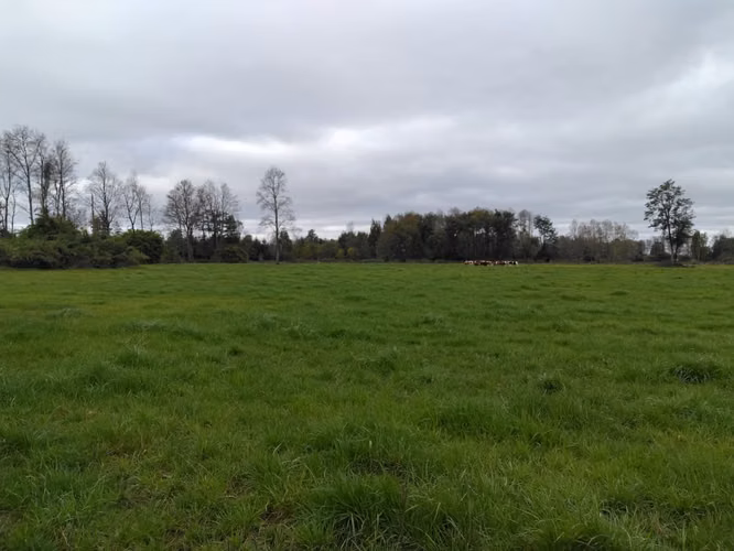 EN VENTA CAMPO DE 4 HECTÁREAS, LOS ESTEROS, LA UNIÓN