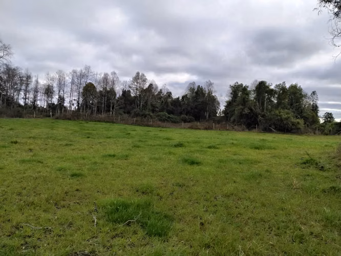EN VENTA CAMPO DE 4 HECTÁREAS, LOS ESTEROS, LA UNIÓN