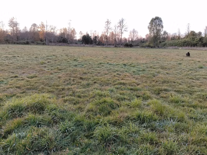 CAMPO DE 3 HECTÁREAS EN VENTA, SANTA REGINA, REGIÓN DE LOS RÍOS