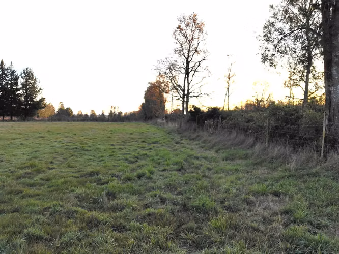 CAMPO DE 3 HECTÁREAS EN VENTA, SANTA REGINA, REGIÓN DE LOS RÍOS