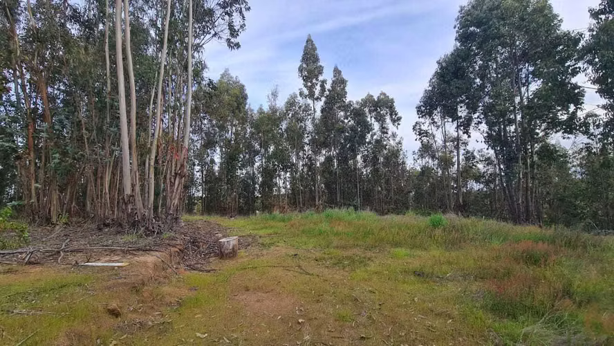 Comuna Chanco - Cauquenes  (170681)