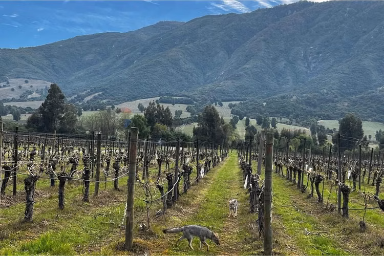 Winelot pircas de apalta