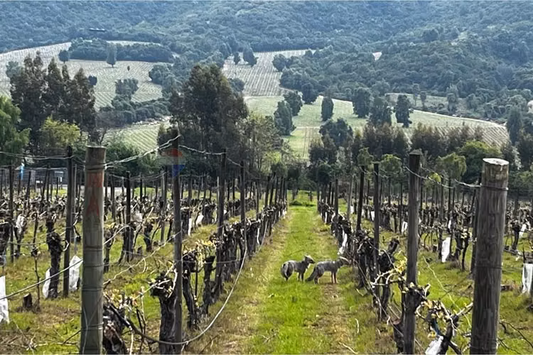 Winelot pircas de apalta