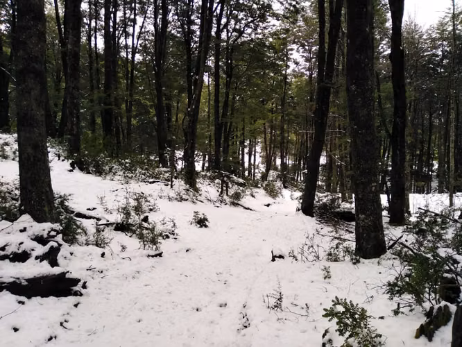 Parcela con Vista al Volcán y Acceso al Parque Nacional Villarrica | Pucón