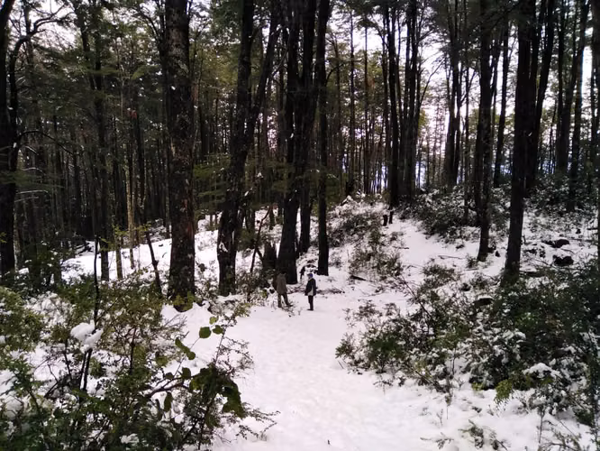 Parcela con Vista al Volcán y Acceso al Parque Nacional Villarrica | Pucón