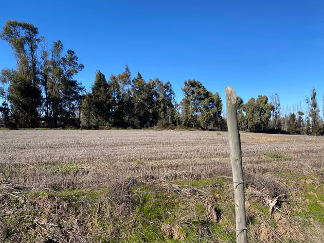 Linares camino a Palmilla acciones de agua (170793)