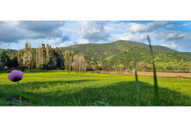 Predio en venta, las cabras (vi region) 92 hás