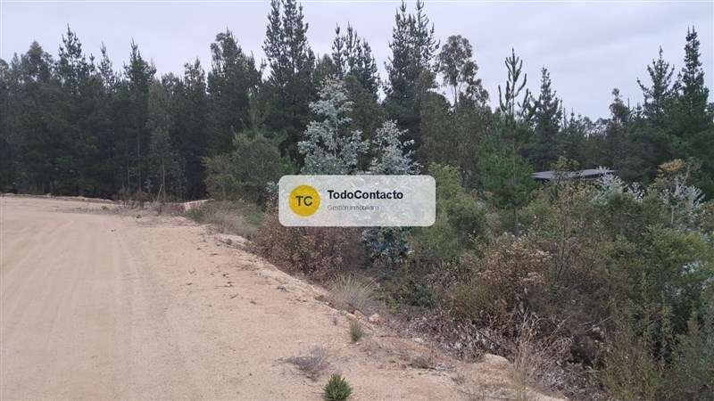 Parcela en venta en Navidad - 5.000 m2 Tumán