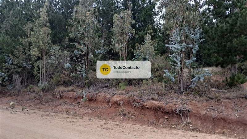 Parcela en venta en Navidad - 5.000 m2 Tumán