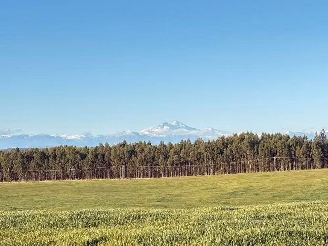 Agrícola en venta en Los Angeles - 39,4 Hectáreas