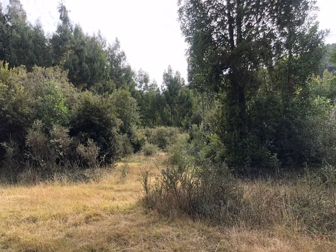  ¡Vive Rodeado de Naturaleza a Solo 15 Minutos del Centro de Puerto Montt! 