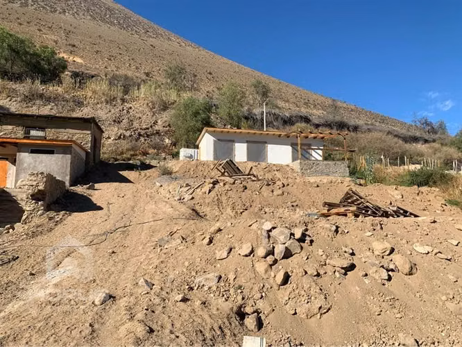 vicuña — Vicuña