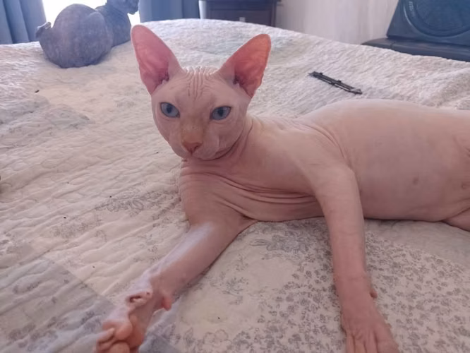 Ofrezco cruza de sphynx
