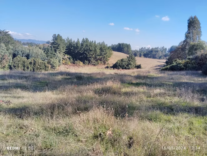 TERRENO DE 6,0 HECTÁREAS, SECTOR LLIUCO, COMUNA NUEVA IMPERIAL.