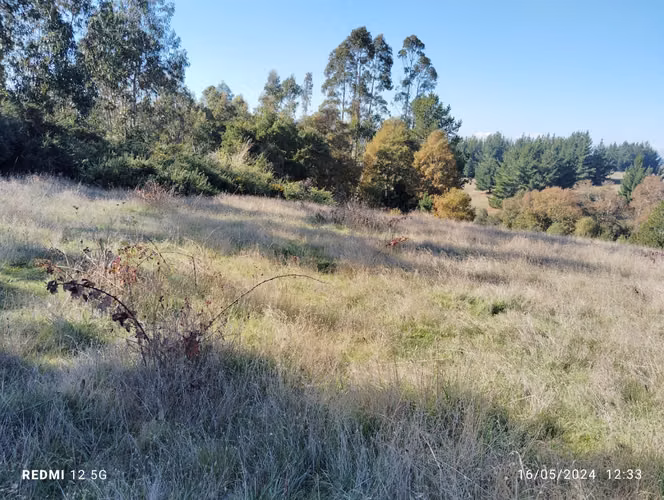 TERRENO DE 6,0 HECTÁREAS, SECTOR LLIUCO, COMUNA NUEVA IMPERIAL.